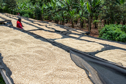 (SEASONAL) Red Bourbon Experimental Blend Coffee Beans